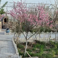 فروش باغچه ۱۰۰۰ متری ده حسن