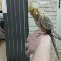 عروس هلندی بسیار سرحال وزیبا