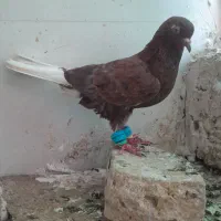 ماده دم سفید پرخال