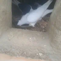 کبوتر پشت|پرنده|راز وجرگلان, |دیوار