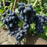 فروش نهال انگور گلدونی|خدمات باغبانی و درختکاری|ابهر, |دیوار