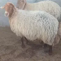 کله پاچه سیرابی گوسفندی تازه درشت پر گوشت