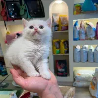 گربه بیرتیش سفید|گربه|رشت, دیلمان|دیوار