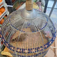 طرقی فروشی با قفس|پرنده|تهران, قبا|دیوار