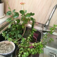 گل و گیاه اپارتمانی|گل و گیاه طبیعی|شهریار, رزکان|دیوار