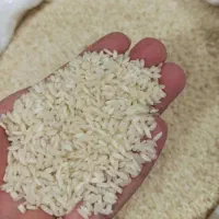 برنج چمپا