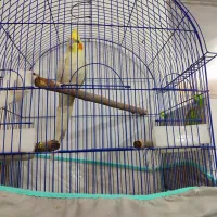 یک جفت عروس هلندی مولد با تمام وسایل