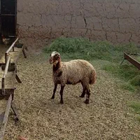بره هترو .نژاد دار‌. بره ماده.هیترو .بره داشتی|حیوانات مزرعه|سبزوار, رباط|دیوار
