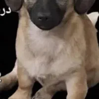 سگ گمشده