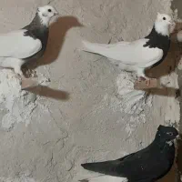 کفتر مقلف