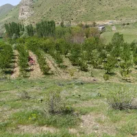 باغ کامیاران سند دار