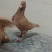 کبوتر مینا