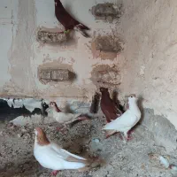 کبوتر|پرنده|بیرجند, |دیوار