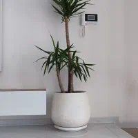 یوکا بزرگ چند سر