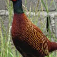 خروس آمریکایی