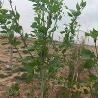 قطعات باغ با سند تک برگ|فروش زمین و ملک کلنگی|زرندیه, |دیوار