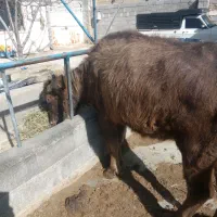 گاومیش 3ماه آبستن همراه گوساله