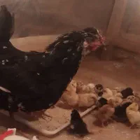 جوجه 1روزه....