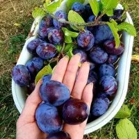 نهال گیلاس گردو کیوی سیب گلابی تمشک|خدمات باغبانی و درختکاری|فومن, |دیوار