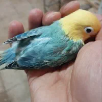 طوطی برزیلی خاص|پرنده|کاشان, شهرک امیرالمومنین|دیوار