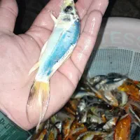 پخش ماهی کوی سوپر بالا در اصفهان|ماهی|خمینیشهر, |دیوار