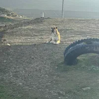 توله سگ سرابی|سگ|بیله سوار, |دیوار