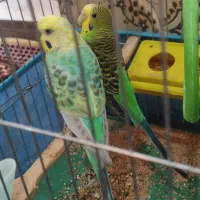 مرغ عشق رینبو