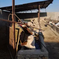 گاو و گوساله سیمینتال