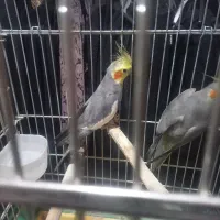 عروس هلندی جفت