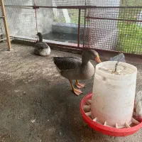 فروش غاز بالغ محلی|حیوانات مزرعه|سلمان‌شهر, |دیوار