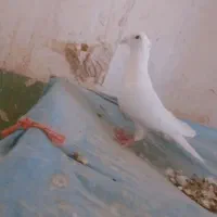 نروماده کرمونی کاکلی|پرنده|زاوه, |دیوار