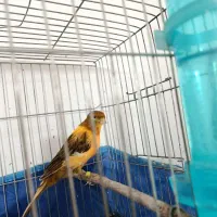 قناری ابلغ لاکی نر|پرنده|شیراز, کوشک میدان|دیوار