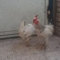 بچ خروس محلی واکسن زده و بدون مریضی