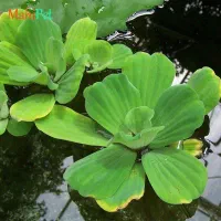 گیاه آکواریوم کاهو رو آبی درشت