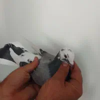 کفتر ساعتی پرش بالا|پرنده|تهران, مشیریه|دیوار