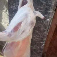 گوشت گوسفند