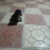 پشمالو|سگ|خان ببین, |دیوار