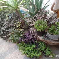 گل فروشی|گل و گیاه طبیعی|فسا, |دیوار