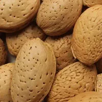 فروش بادام سنگی بش