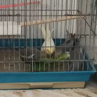 عروس هلندی|پرنده|بجنورد, |دیوار