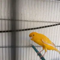 قناری سوپر معاوضه با سهره