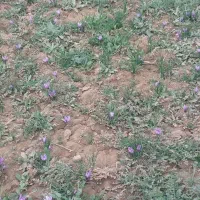 زمین کشاورزی روستای ایشکه سو