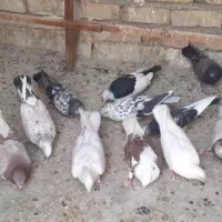 کبوتر
