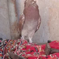 کبوتر|پرنده|مسجد سلیمان, |دیوار
