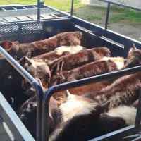 فروش ۱۵ راس گوساله پرواری