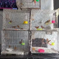 قناری سرخ دارچینی  ابلغ زرد شتری سبز رسمی