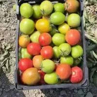 خریدو فروش گوجه سبز و قرمز