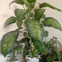 گل وگیاه|گل و گیاه طبیعی|هشتگرد, فاز ۳ مهستان|دیوار