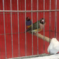 فنچ گلدین|پرنده|شیراز, شهرک گلستان شمالی|دیوار