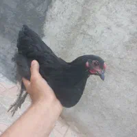 جوجه بلک استار